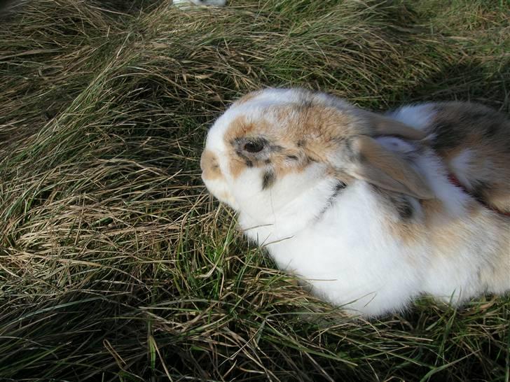 Kanin Bobby billede 7