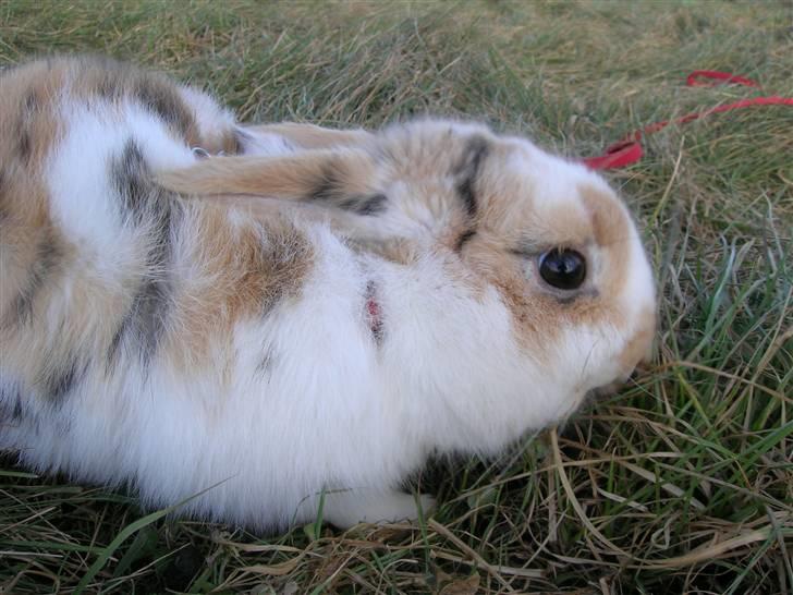 Kanin Bobby - Giga øje... han er lige ved at bide græsset af ;) billede 8