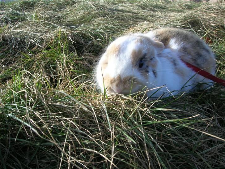 Kanin Bobby billede 9