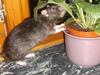 Tamrotte Max Rest In Peace [ Himmelgnaver]