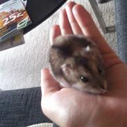 Dværghamster Baby