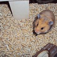 Hamster Tarzan 2009 -R.I.P