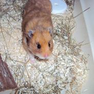 Hamster Tarzan 2009 -R.I.P