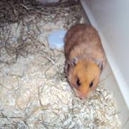 Hamster Tarzan 2009 -R.I.P