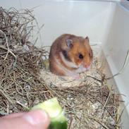 Hamster Tarzan 2009 -R.I.P