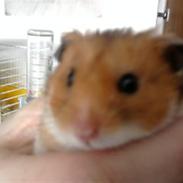 Hamster R.I.P-TULLE-MINEGEN<3<3 [HIMMELHAMSTER]