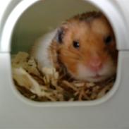 Hamster R.I.P-TULLE-MINEGEN<3<3 [HIMMELHAMSTER]