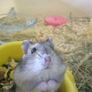 Hamster Floffie *R.I.P*
