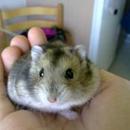 Hamster Floffie *R.I.P*