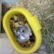 Hamster Floffie *R.I.P*