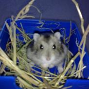 Hamster Floffie *R.I.P*