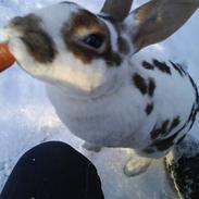 Kanin Mille. † rip †