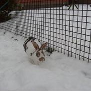 Kanin Mille. † rip †