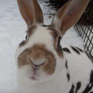 Kanin Mille. † rip †