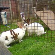 Kanin Mille. † rip †