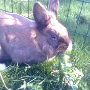 Kanin CU's Speedy Springfidus [SOLGT]