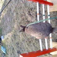 Kanin CU's Speedy Springfidus [SOLGT]