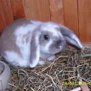 Kanin Frida R.I.P Du er savnet!