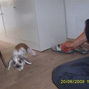 Kanin Frida R.I.P Du er savnet!