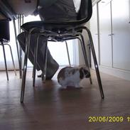 Kanin Frida R.I.P Du er savnet!