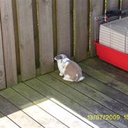 Kanin Frida R.I.P Du er savnet!