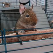 Degu Chip