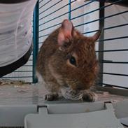 Degu Chip