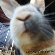 Kanin Yankie af Pecasus †