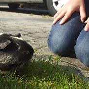 Marsvin Chanel R.I.P