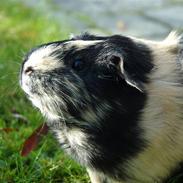 Marsvin Chanel R.I.P