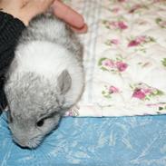 Chinchilla Silis' Spotted White