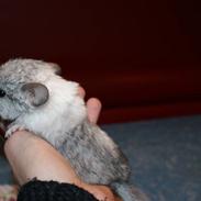 Chinchilla Silis' Spotted White