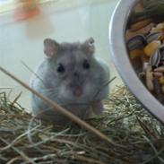 Dværghamster Gert R*I*P