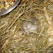 Dværghamster Gert R*I*P