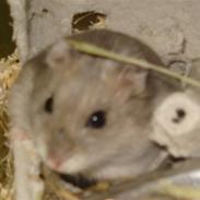 Dværghamster Gert R*I*P