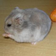 Dværghamster Gert R*I*P