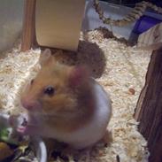 Hamster Pippi