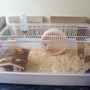Hamster Pippi