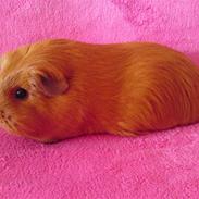 Marsvin Pepsi von Nitouche