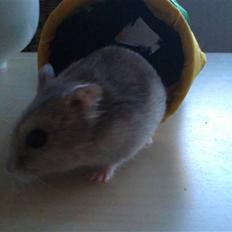 Dværghamster Hephaistion<3 