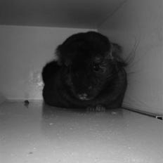 Chinchilla Gerdrup's lillepige <3