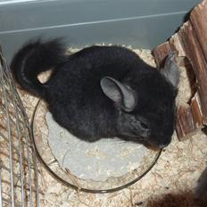 Chinchilla Gerdrup's lillepige <3