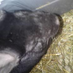 Chinchilla Gerdrup's lillepige <3