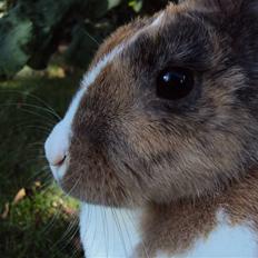 Kanin Bambi (Bambino) 