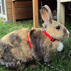 Kanin Bambi (Bambino) 