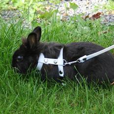 Kanin Jenny †R.I.P 26.6.'10† 