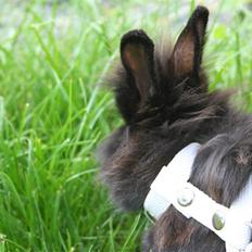 Kanin Jenny †R.I.P 26.6.'10† 