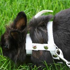 Kanin Jenny †R.I.P 26.6.'10† 