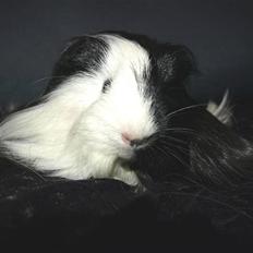 Marsvin Koreska's Xanadu*Sheltie*