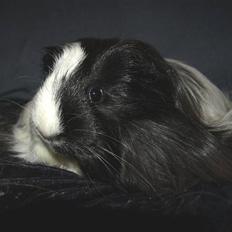 Marsvin Koreska's Xanadu*Sheltie*